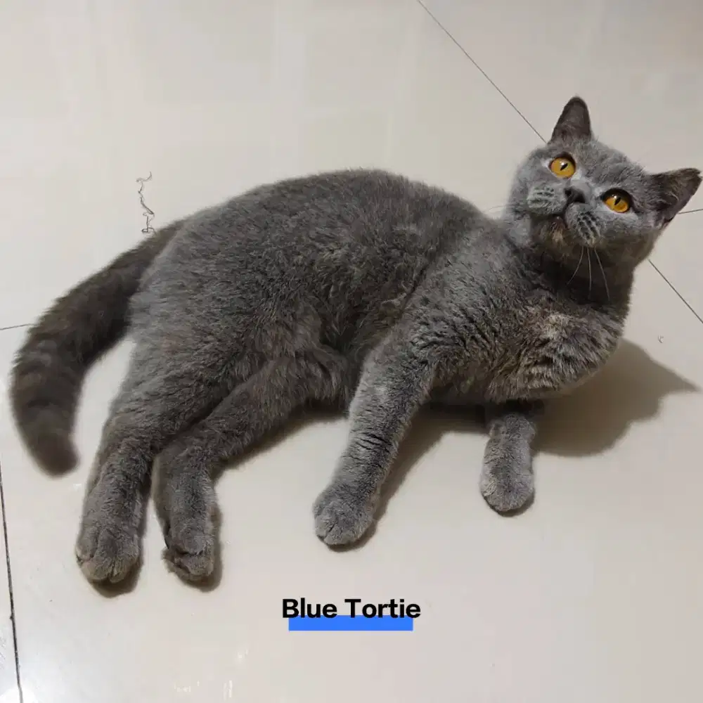 Kucing British Short Hair Blue Tortie Adult