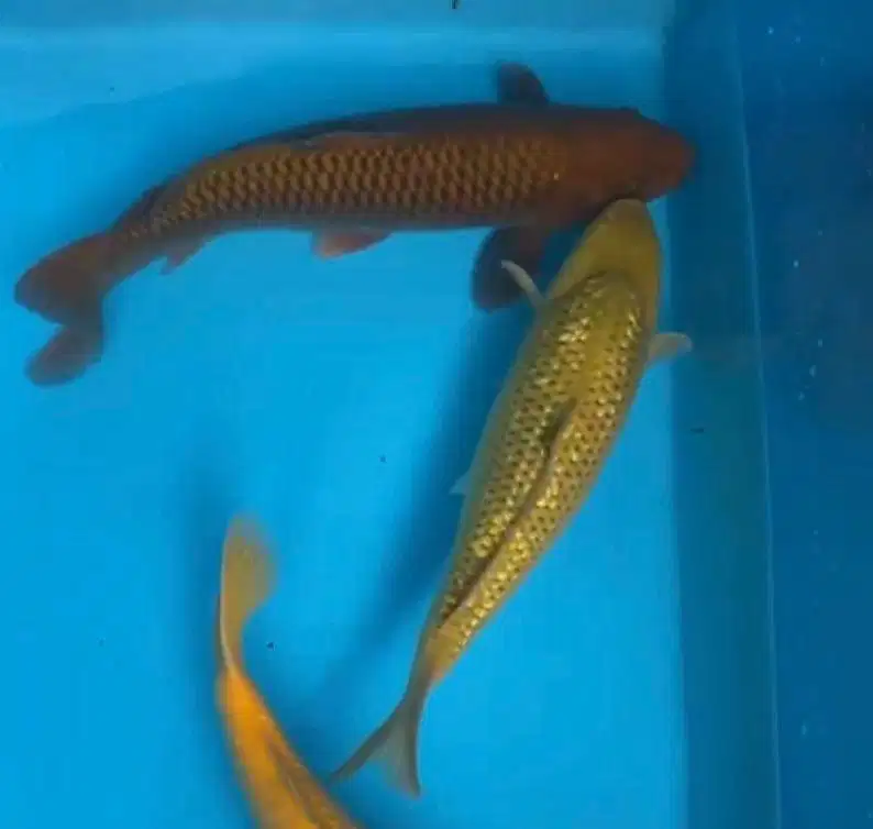 Ikan Koi Penjinak Jumbo Bulky