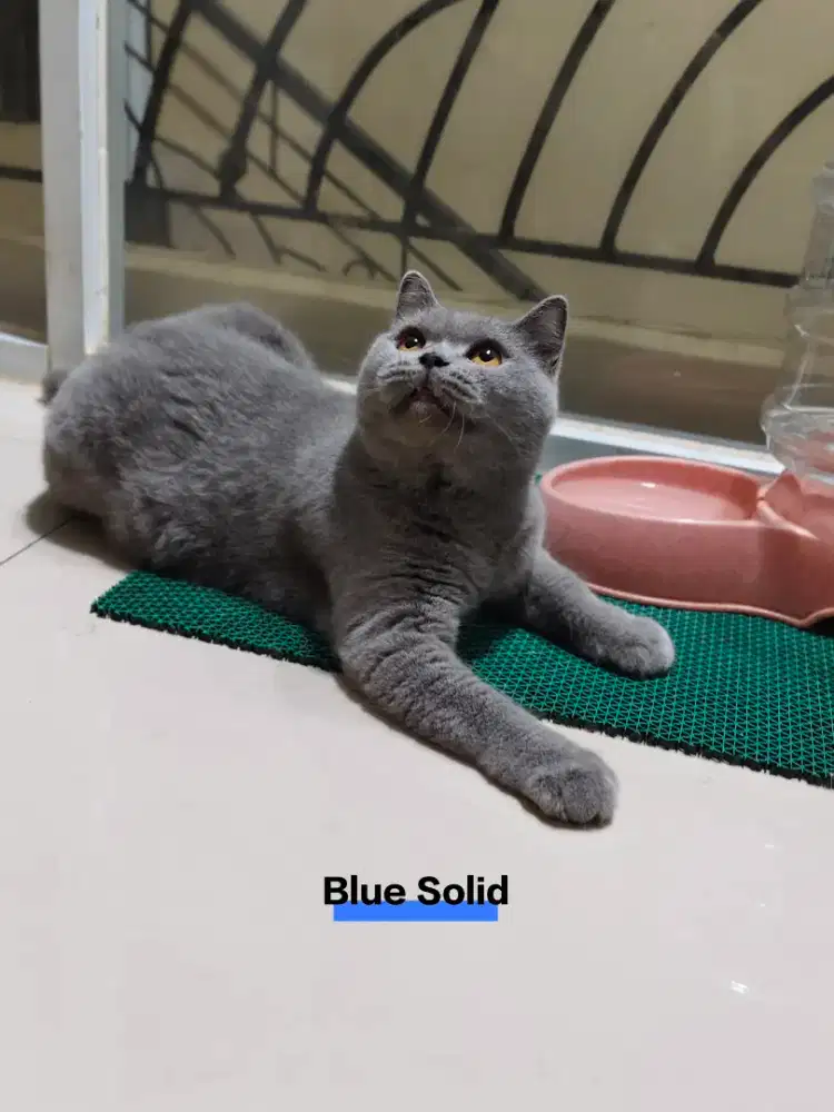 Kucing British Short Hair Blue
