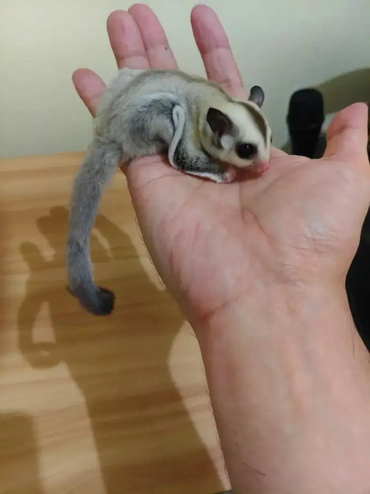 Sugar Glider Joey Platinum (wajah bulat)
