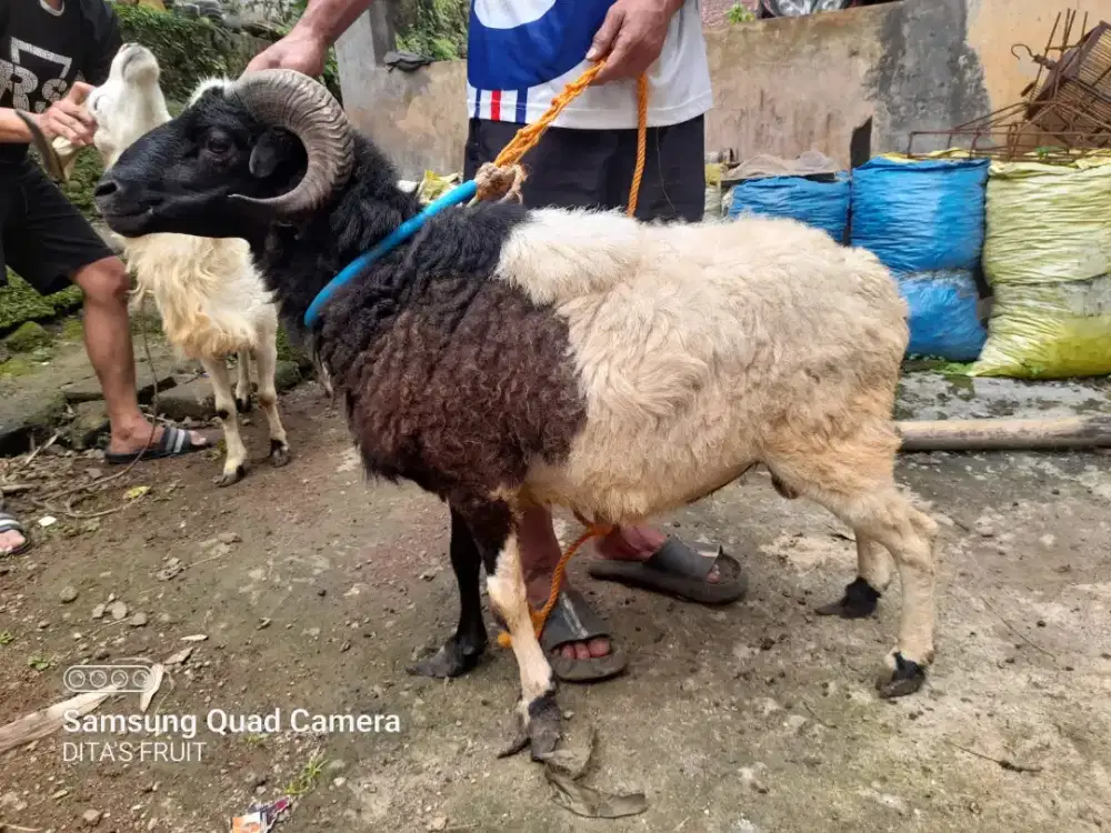 Jual hewan qurban