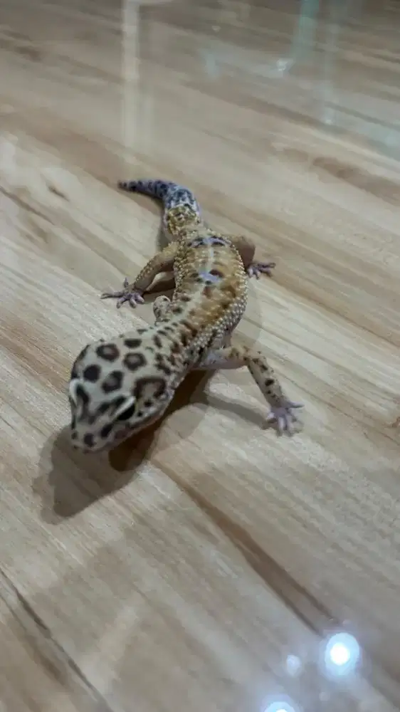 jual cepet aja gecko 1.4 tahunan 350 masi nego