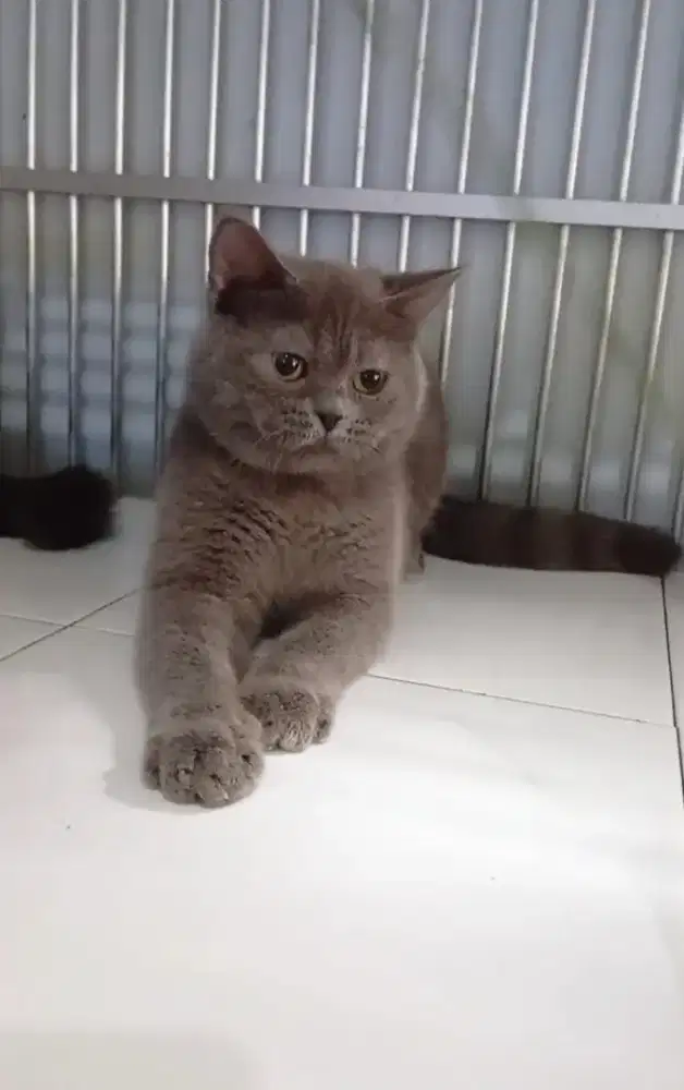 BSH blue jantan 11 bulan