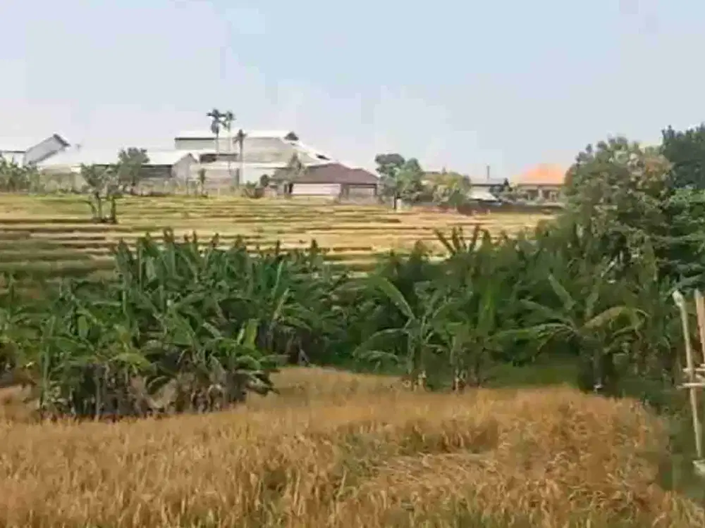 BUC DIJUAL MURAH  TANAH TUMBAK BAYUH PERERENAN VIEW SAWAH LINGKUNGAN VILLA