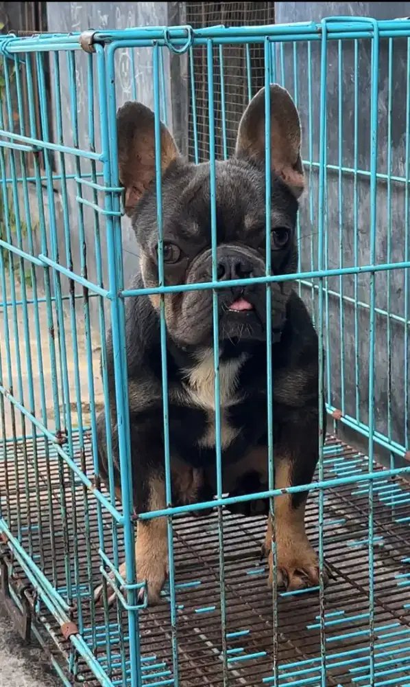 DIJUAL french bulldog jantan