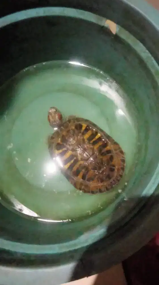 Kura kura Brazil