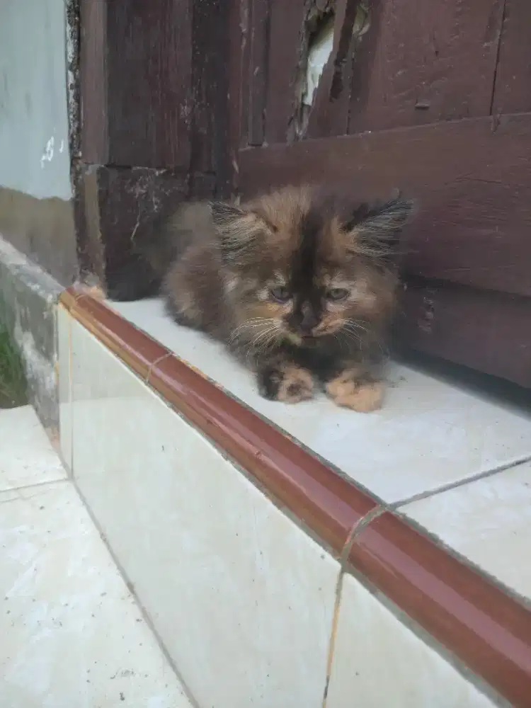 Kucing kitten persia