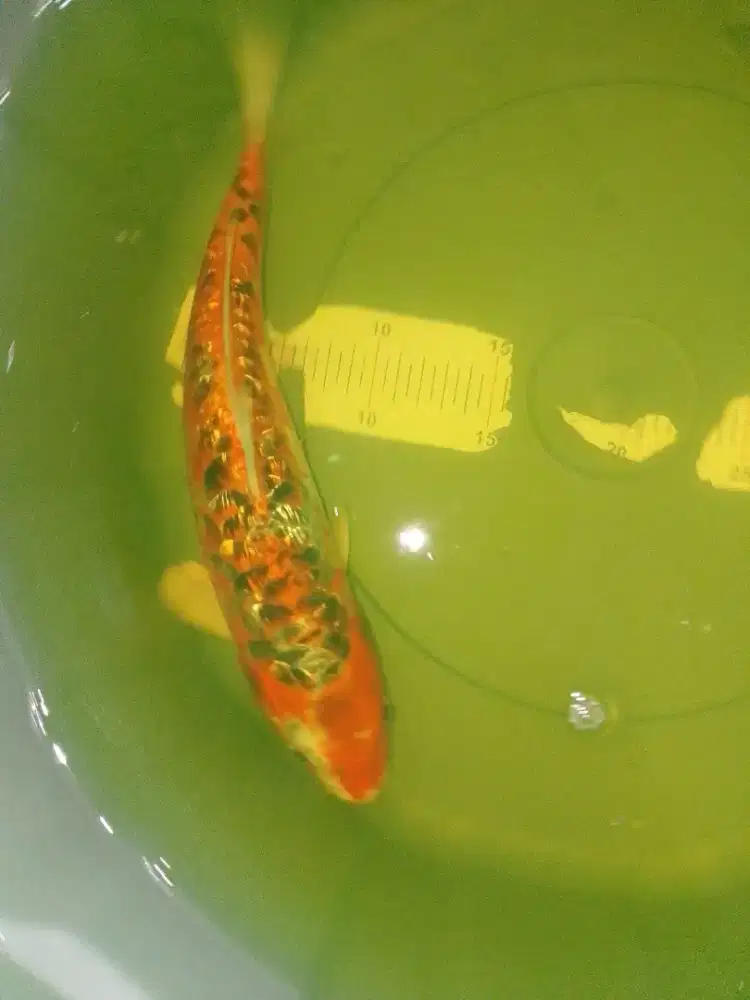 Ikan koi jenis Aragoke Ginrin 32cm bagus