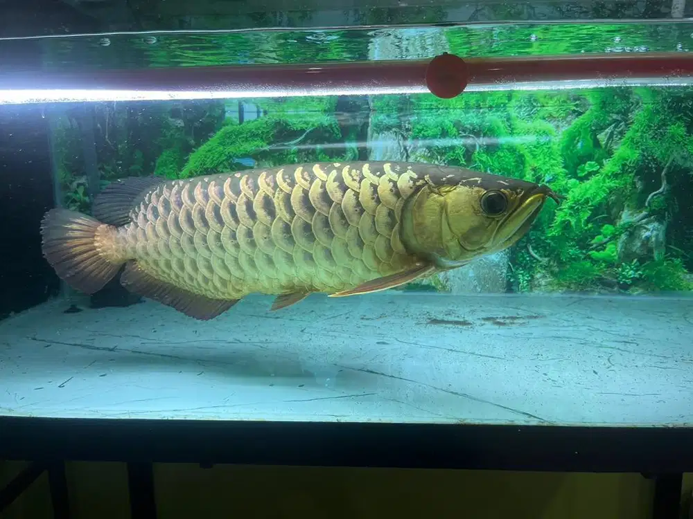 Arwana golden crossback