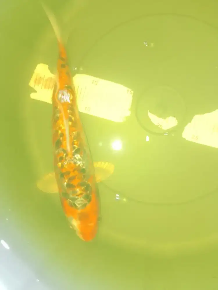 Ikan koi jenis Aragoke Ginrin 32cm warna strong
