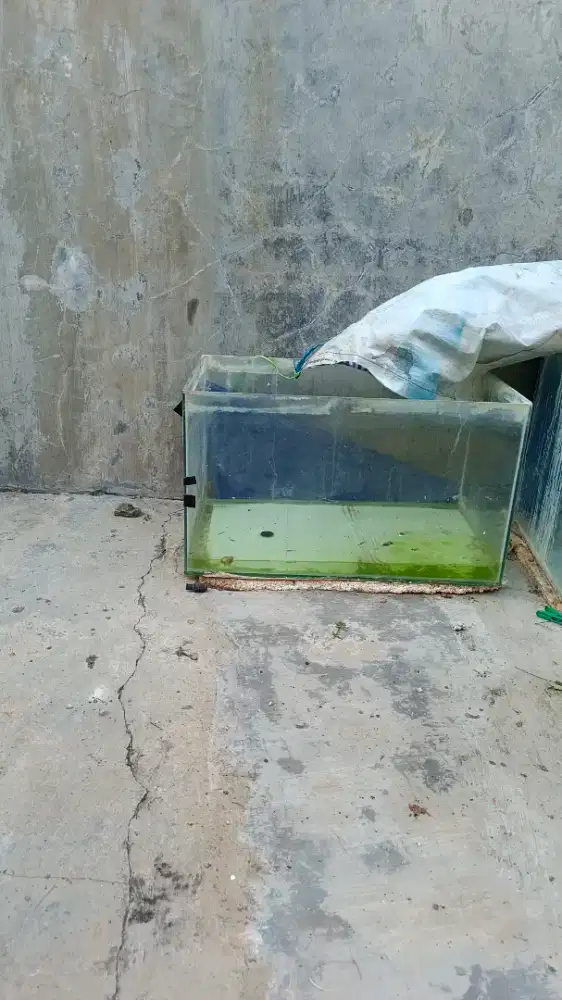 Akuarium besar 80 cm dan 60 cm