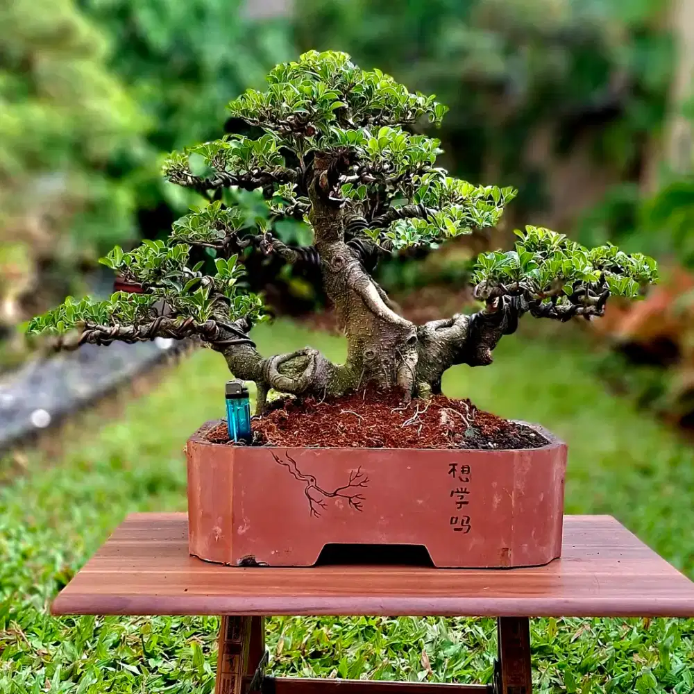Bonsai Ficus Elegant