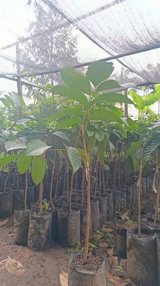 DUKU JENIS DUKONG. SUDAH HASIL OKULASI/SAMBUNG