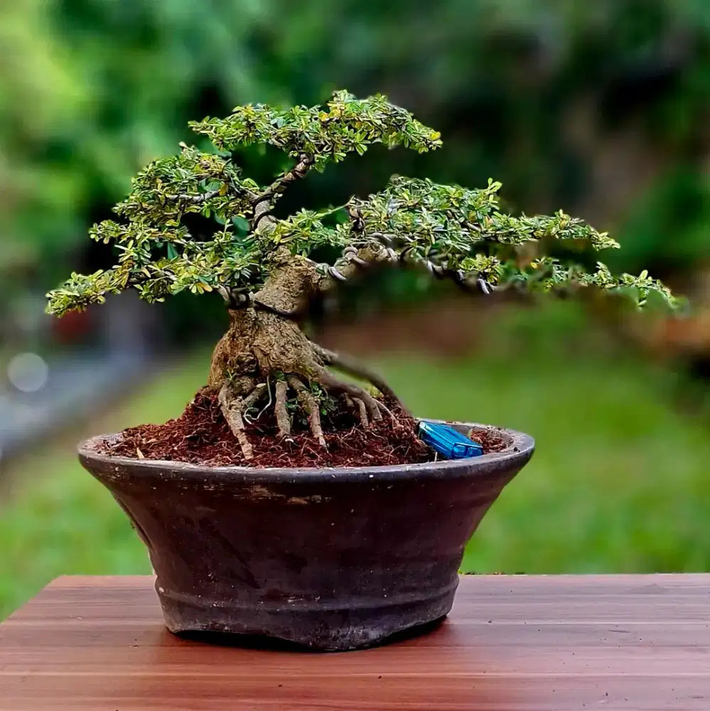 Bonsai Saeng Simbur Micro Vietnam