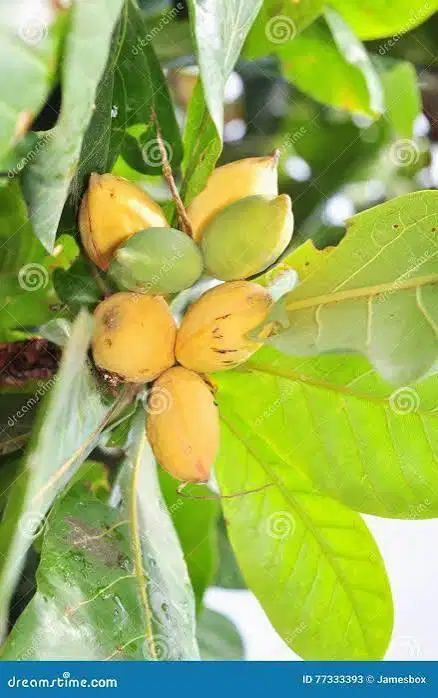 Cari Buah KETAPANG Kering 1kg terima 10 ribu