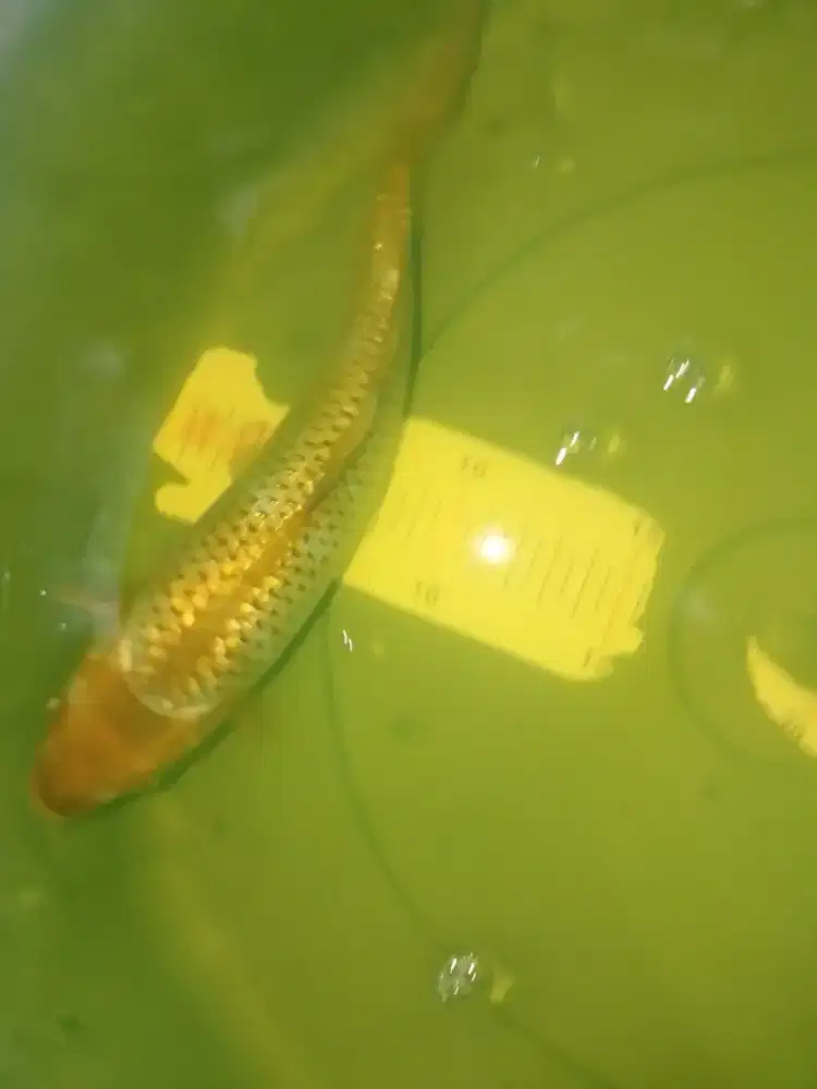 Ikan koi jenis Ochiba Ginrin 23cm bagus