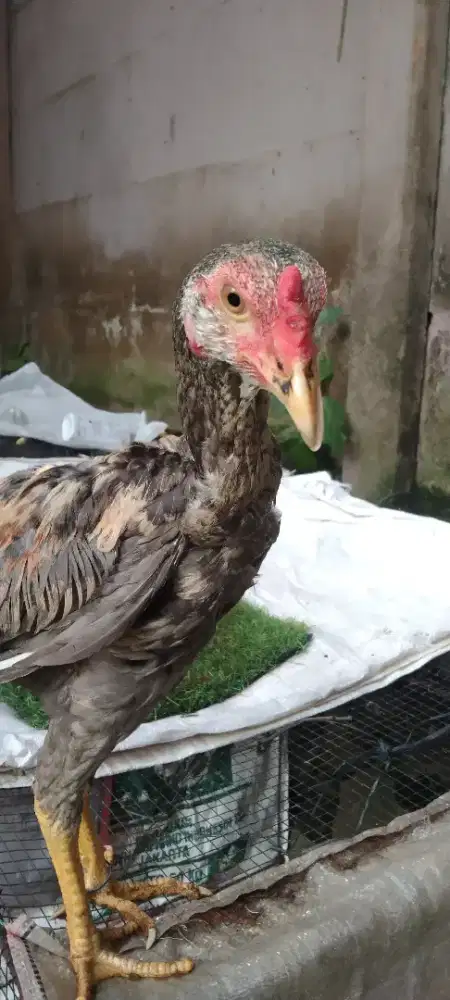 Ayam Usia 3 Bulan Jantan Aseel Rajakhstan X Betina Yokkeree & Seankhon