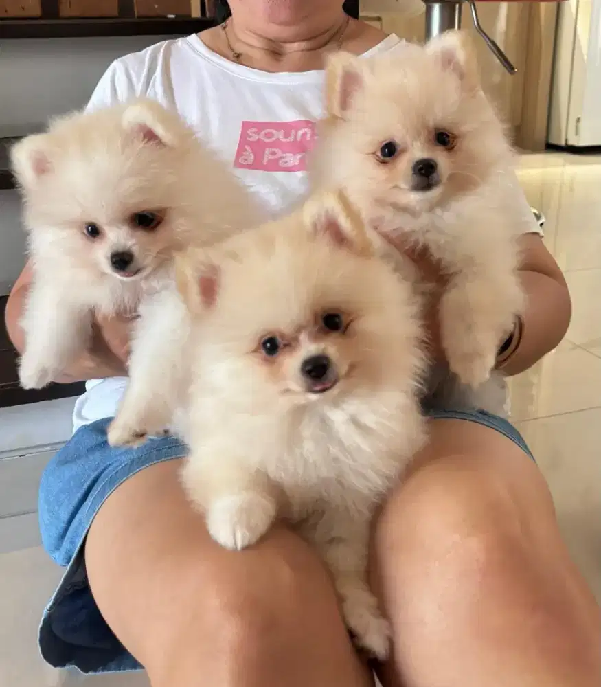 MINIPOM JANTAN STAMBUM VAKSIN