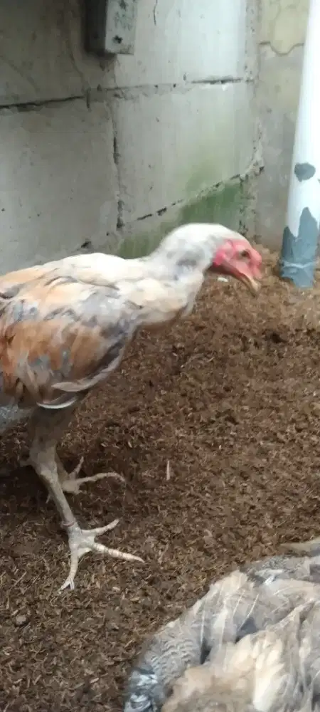Ayam Usia 4 Bulan Jantan Aseel Rajakhstan X Betina Yokeree & Saenkhon