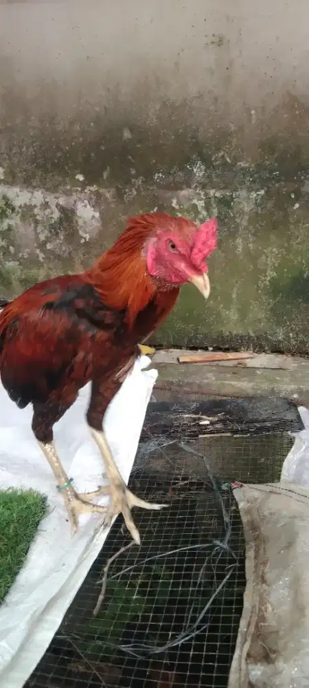 Ayam Usia 5 Bulan Jantan Aseel Rajakhstan X Betina Yokeree & Saenkhon