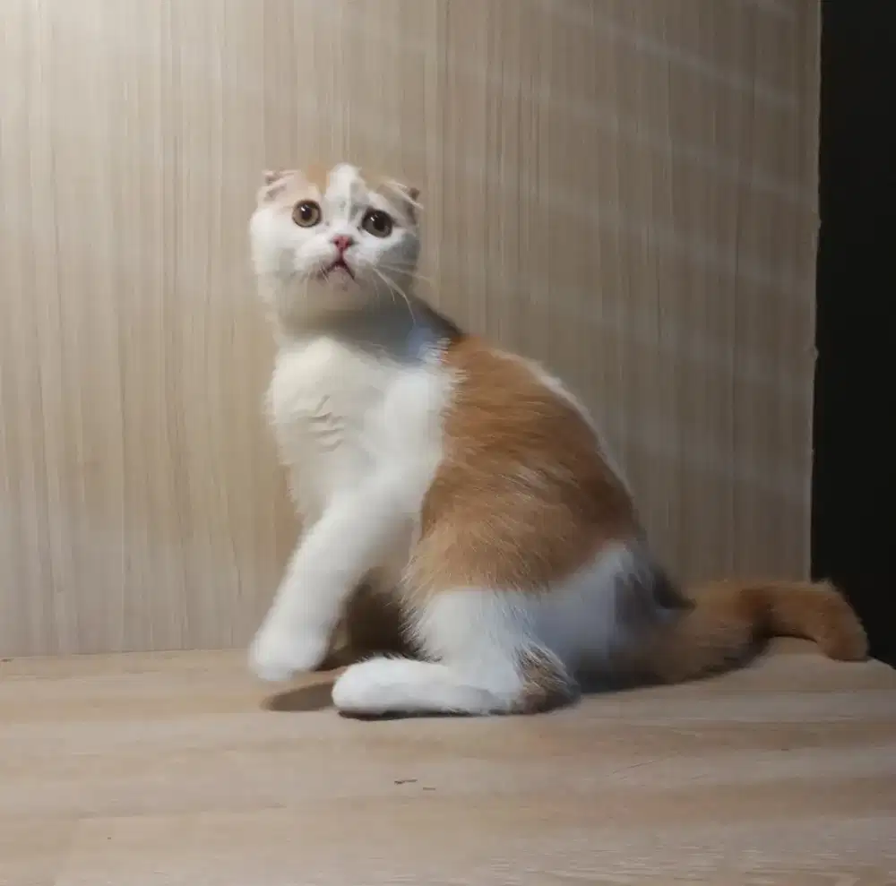 Scottish fold jantan 5,5 bulan