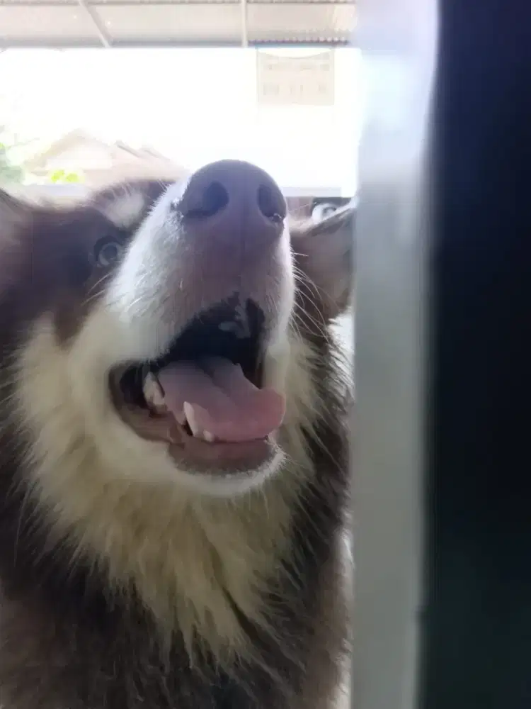 Alaskan malamute