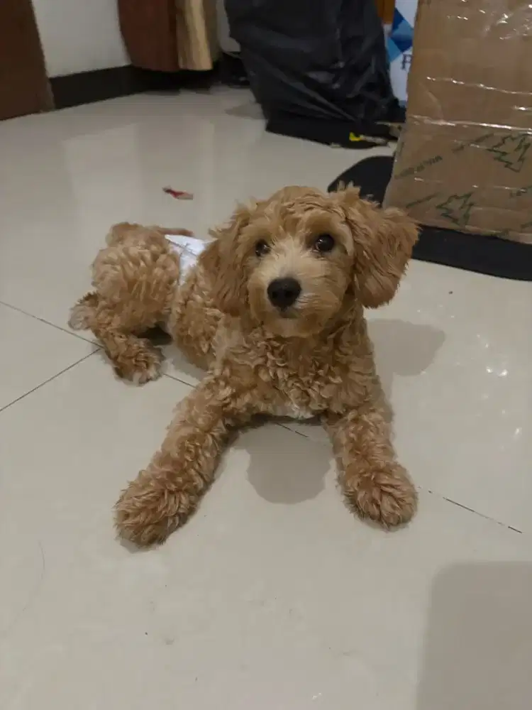 Pudel umur 7 bulan