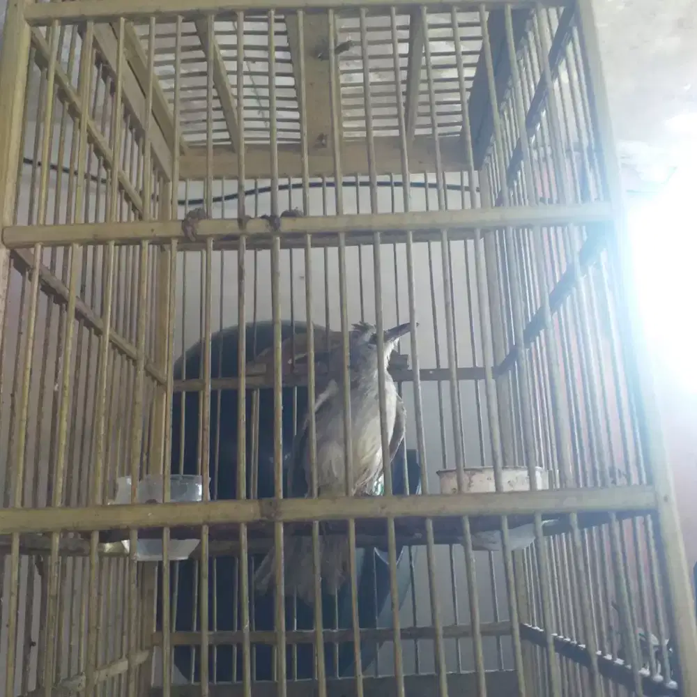Burung crucukan fulset