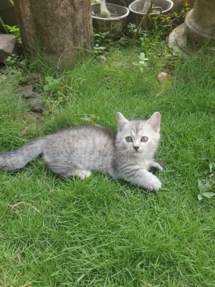 Kucing Munchkin BSH silver betina/cebol British shorthair/kaki pendek