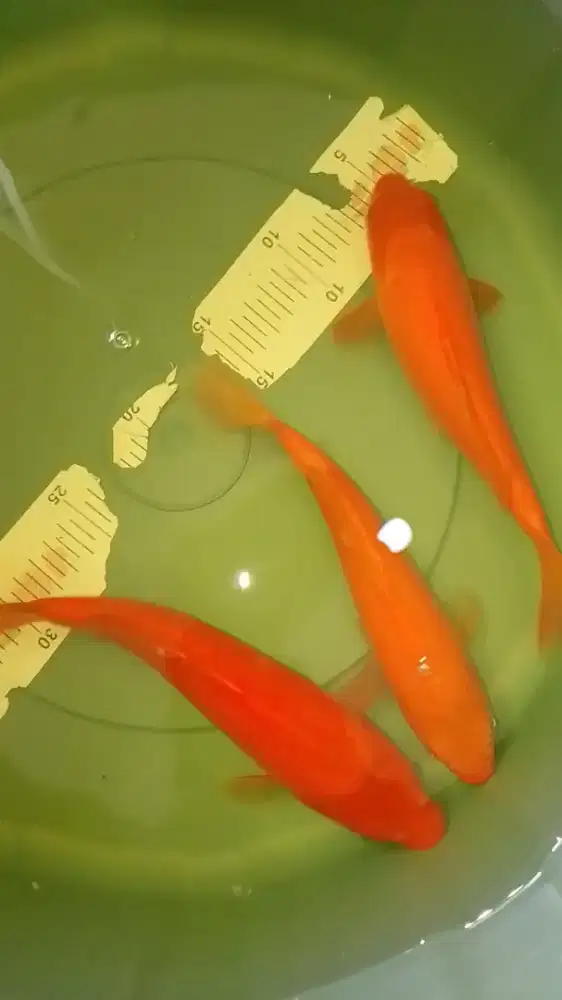 Ikan koi jenis Karashi 25cm orange red