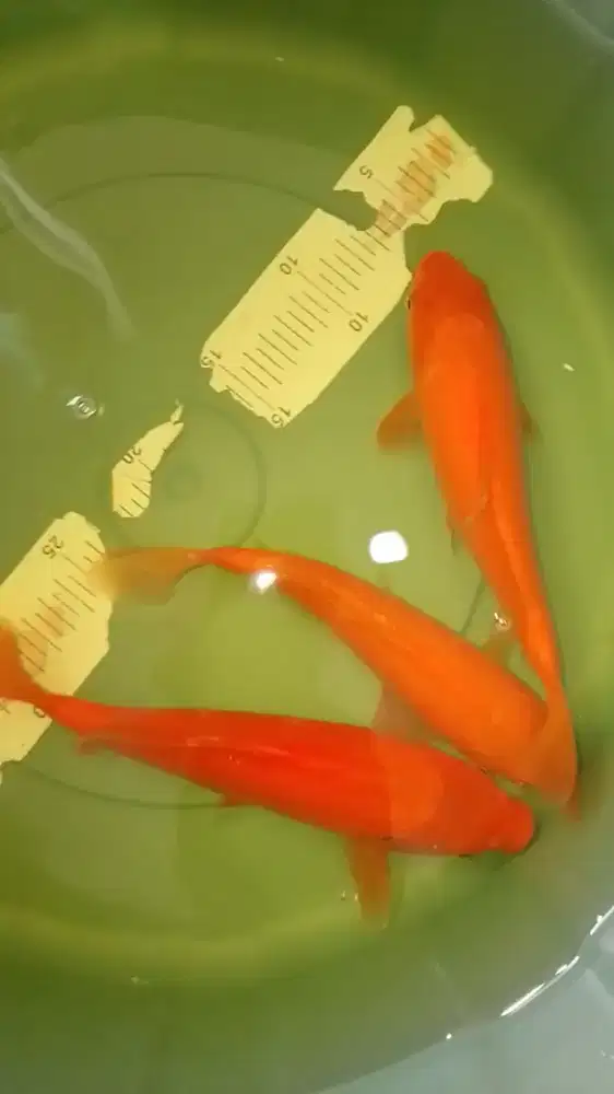Ikan koi jenis Karashi 25cm