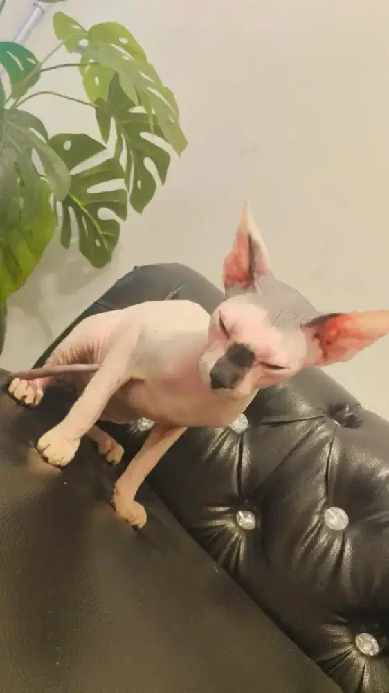Kucing Sphynx jantan