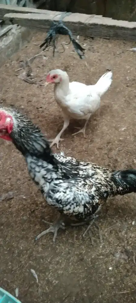 Ayam Usia 2 Minggu Saenkhon X Betina Jimi White Saenkhon Thailand