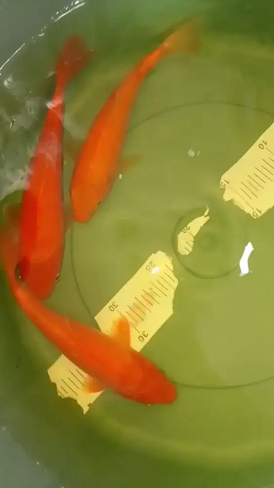 Ikan koi jenis Karashi size 25cm