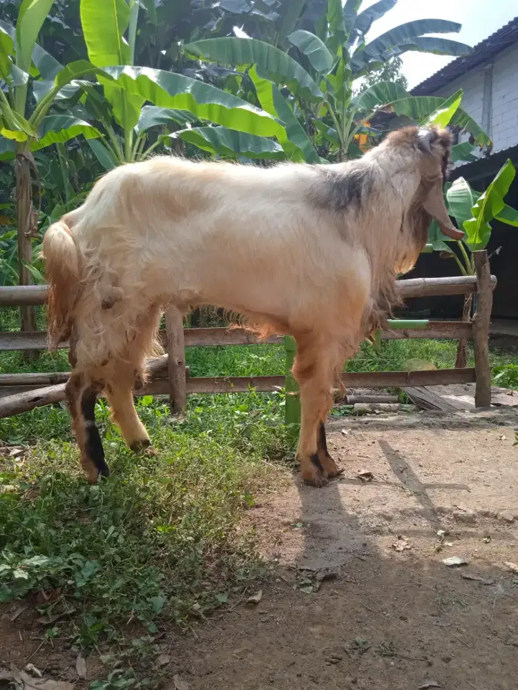 Kambing  kurban gede