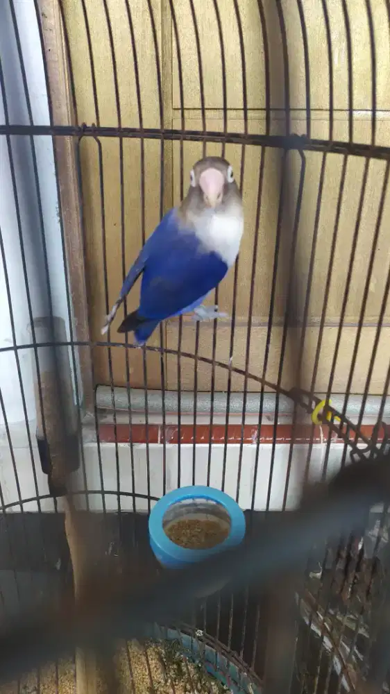 Burung lovebird bini/betina