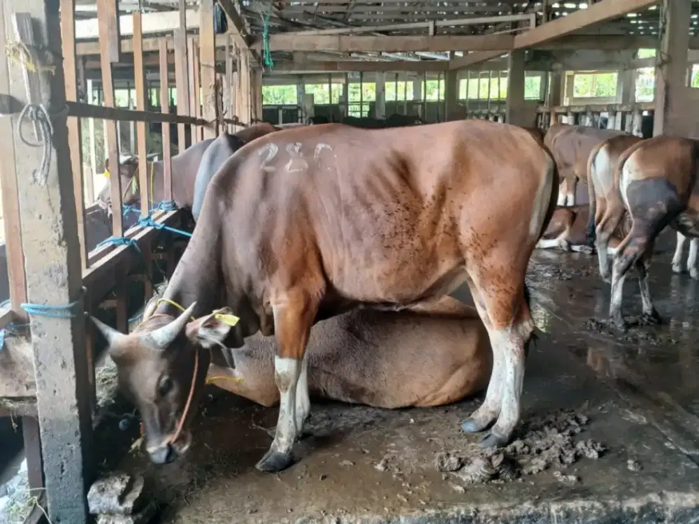 QURBAN MURAH – KUALITAS TERBAIK, Baca Description dulu