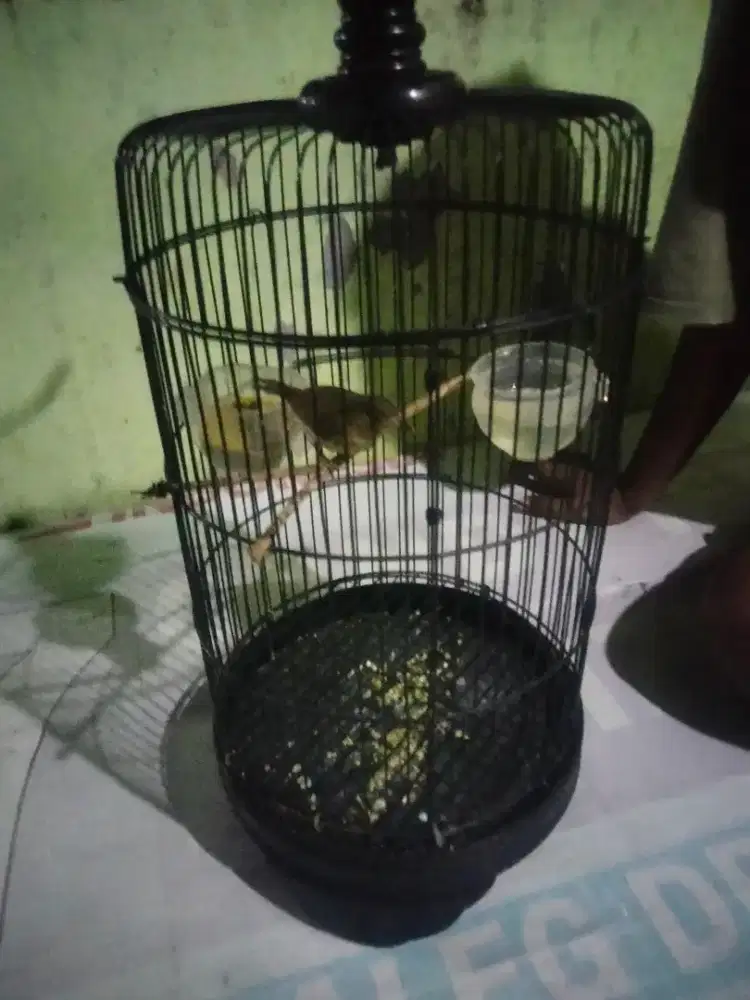Flamboyan rajin burung semi jinak