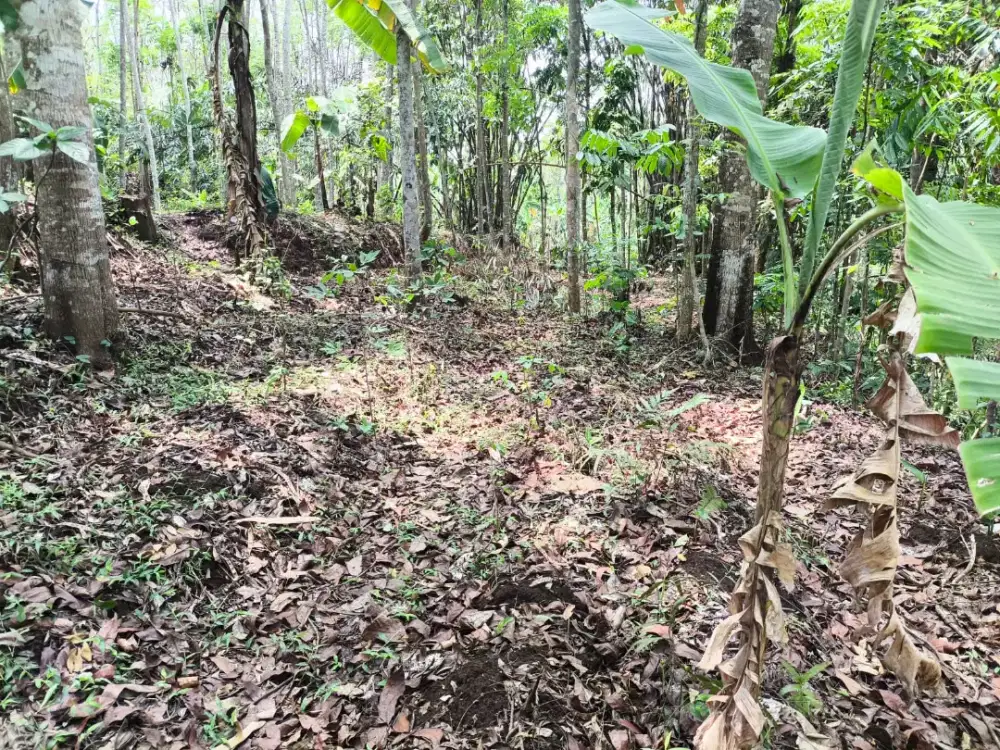 Dijual Cepat Tanah Perkebunan Luas 2000 Meter