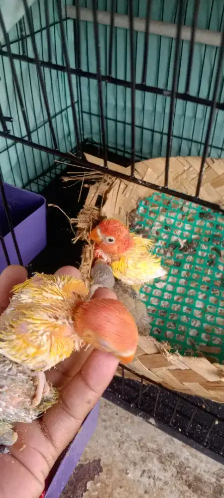 Lovebird lolohan