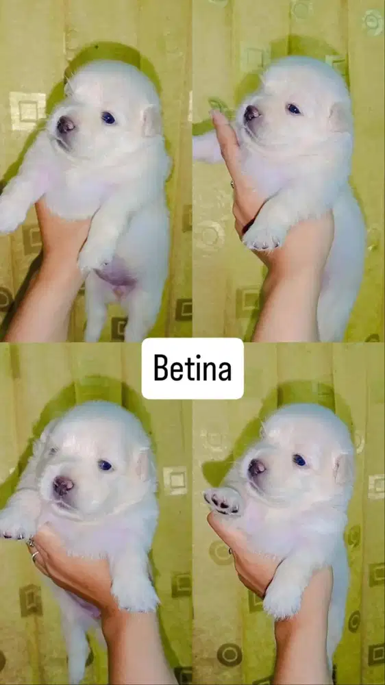 Jual puppy maltese