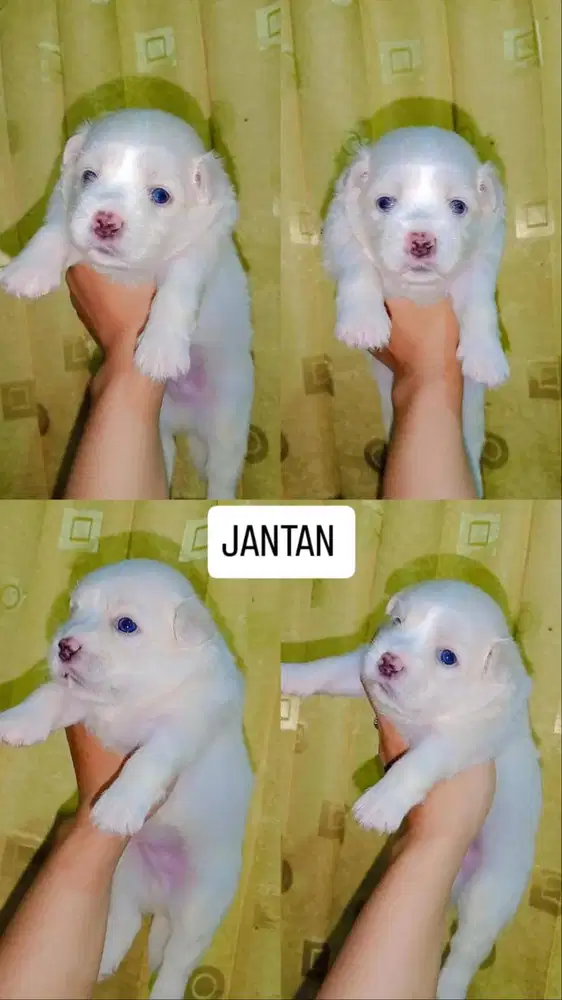 JUAL PUPPY MALTESE
