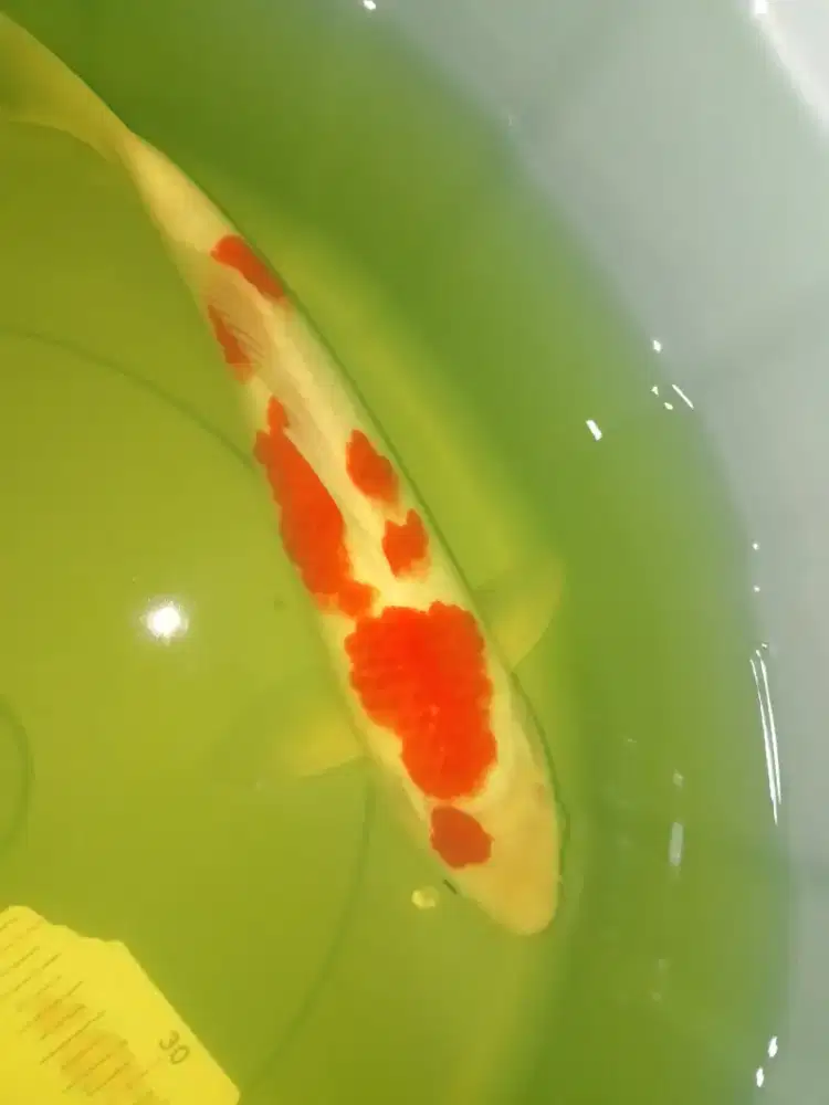 Ikan koi jenis Kohaku 33cm HQ