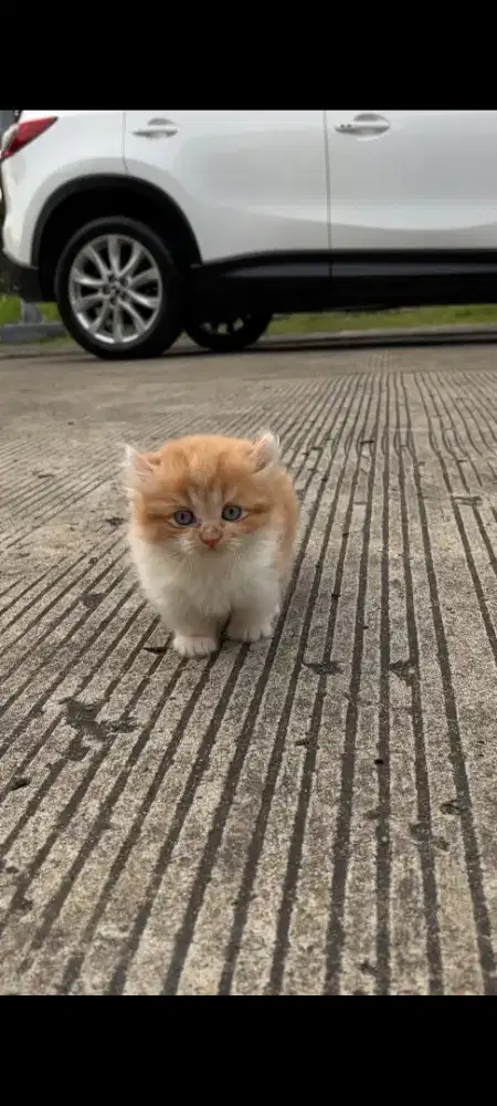 Kitten kinkalouw munchkin x curly 3 bulan betina