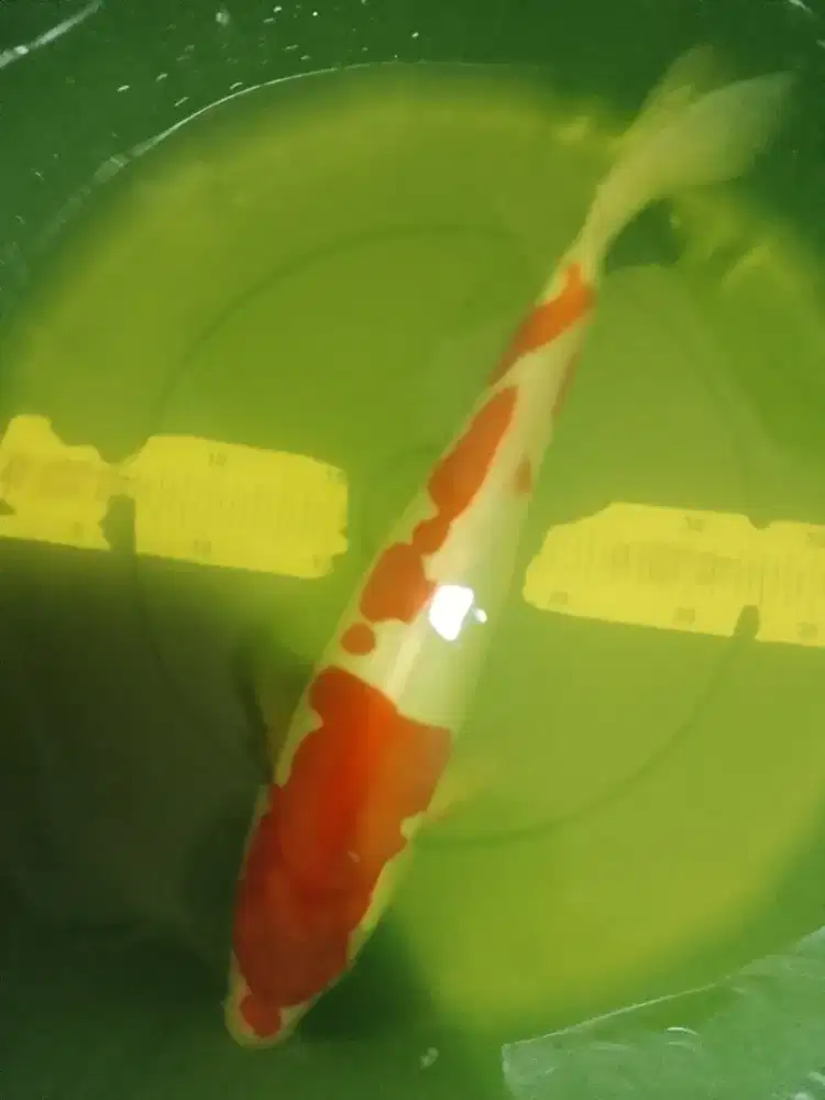 Ikan koi jenis Kohaku Doitsu 41cm