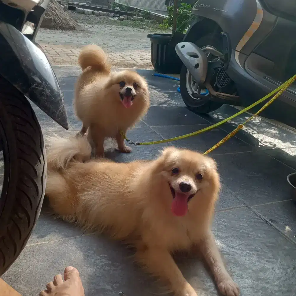 Pomeranian Betina