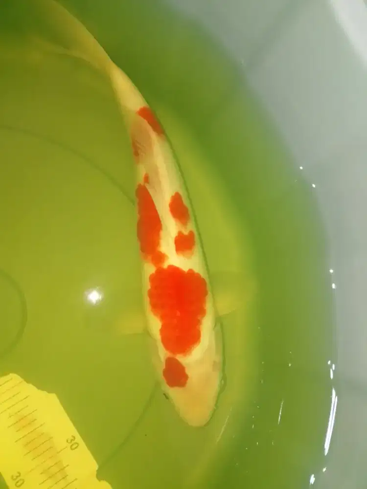 Ikan koi jenis Kohaku 33cm HQ