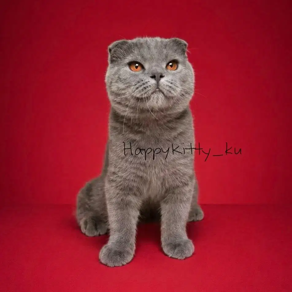 Scottish fold kitten jdh u/ american shorthair bsh munchkin