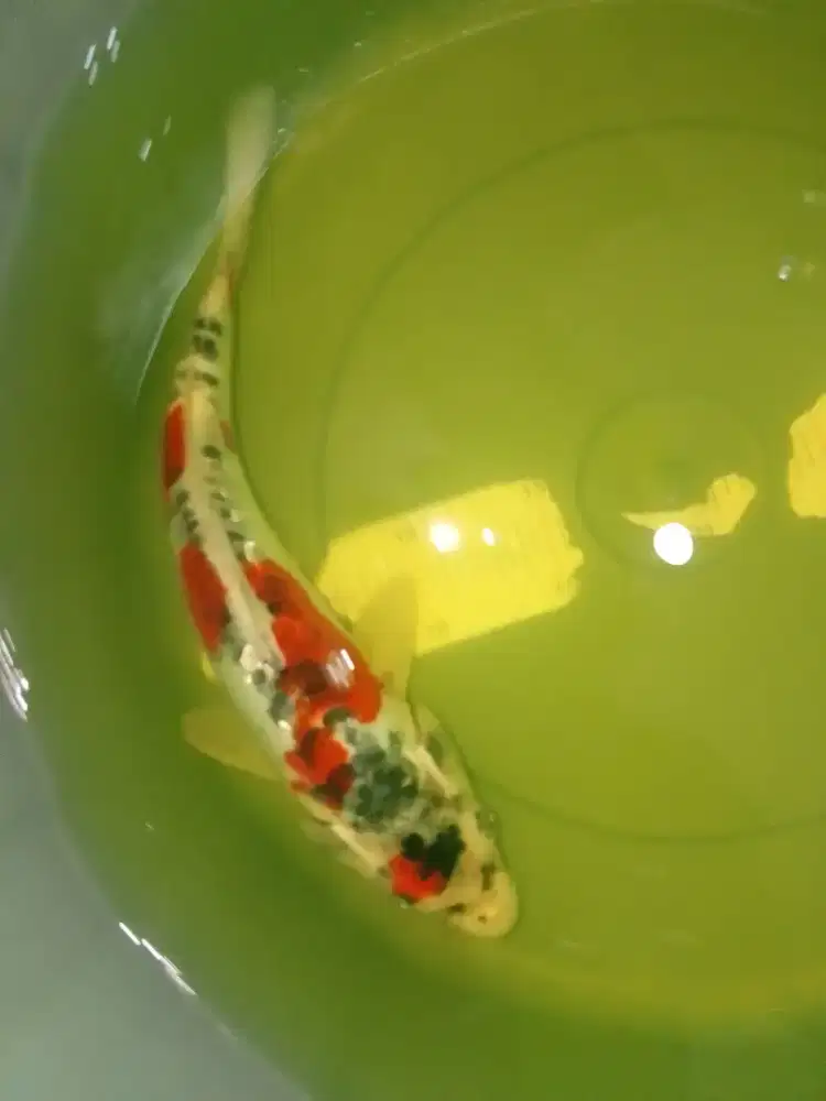 Ikan koi jenis Beni Kikokuryu 31cm