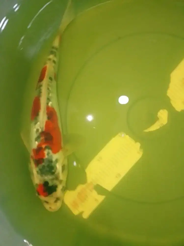 Ikan koi jenis Beni Kikokuryu 31cm HQ